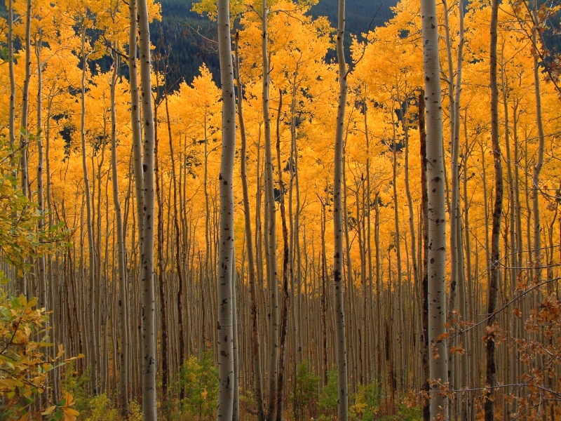 Aspen Grove in Fall